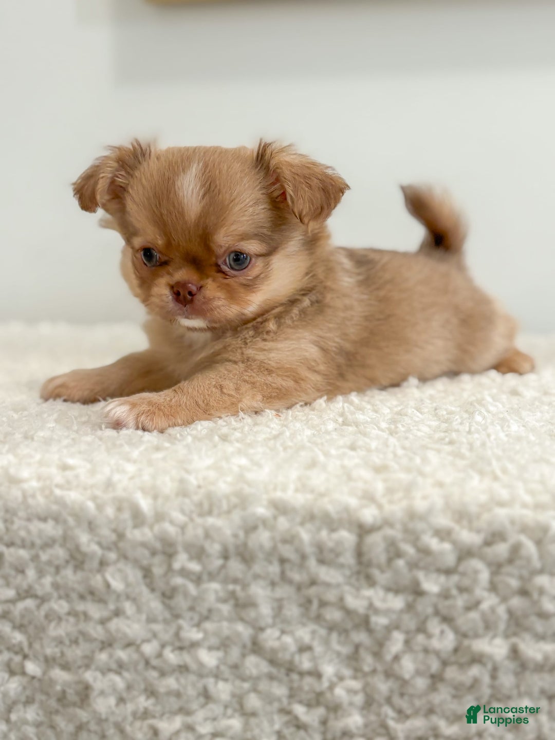 Chihuahua dogs for sale: Snickers - Image 17