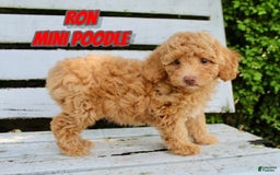 Miniature Poodle dogs for sale: Ron - Image 4