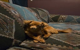 Chipoo dogs for sale: Faith - Image 7