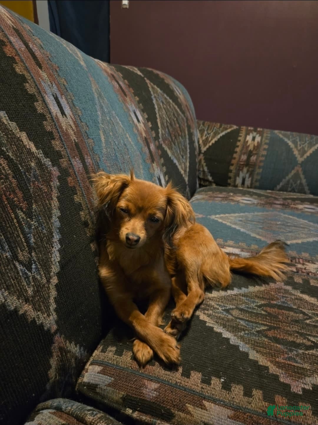 Chipoo dogs for sale: Faith - Image 7