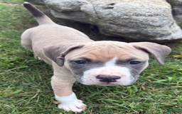 American Pit Bull Terrier dogs for sale: Peanut - Image 12