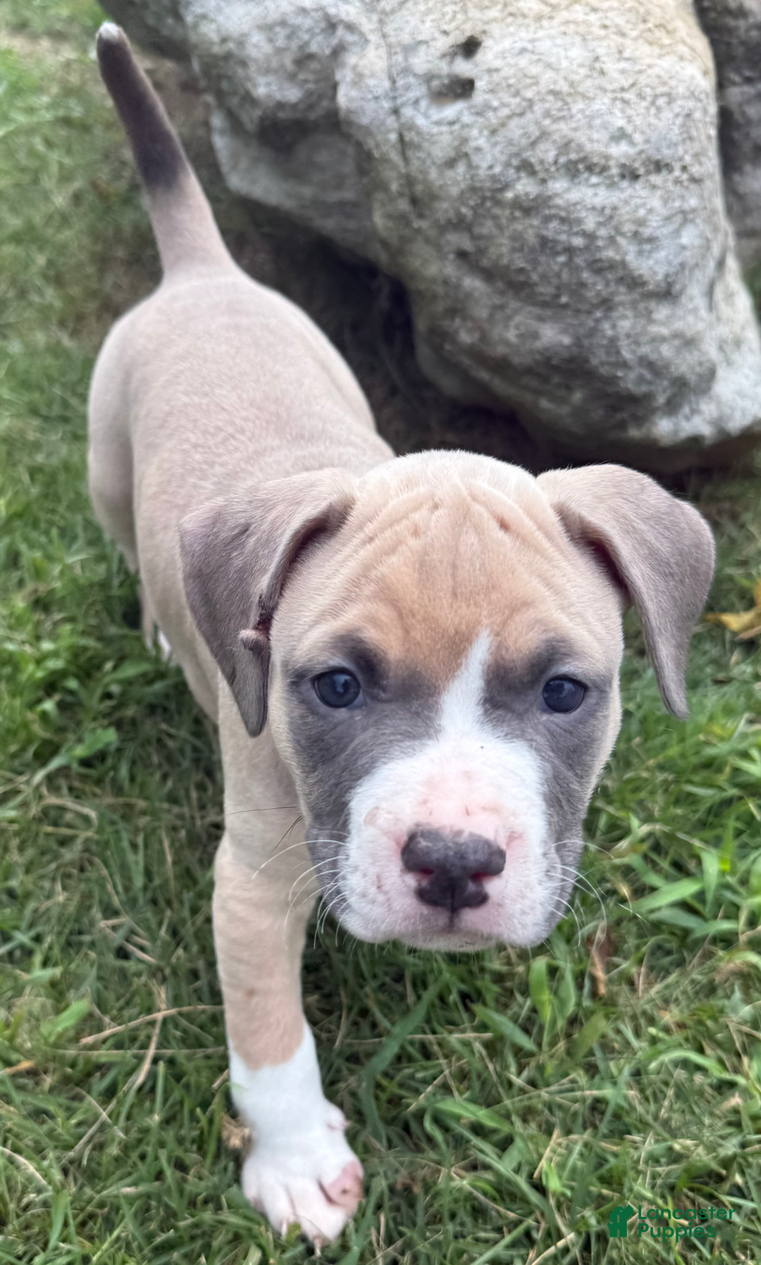 American Pit Bull Terrier dogs for sale: Peanut - Image 12
