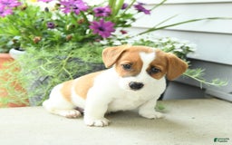 Jack Russell Terrier dogs for sale: Starburst - Image 7