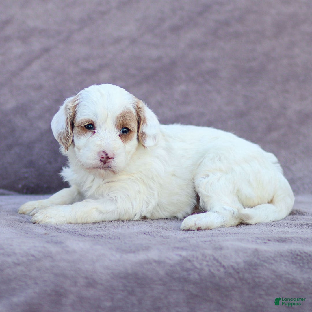 Goldendoodle dogs for sale: Odette - Image 10