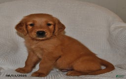 Golden Retriever dogs for sale: Finn - Image 5