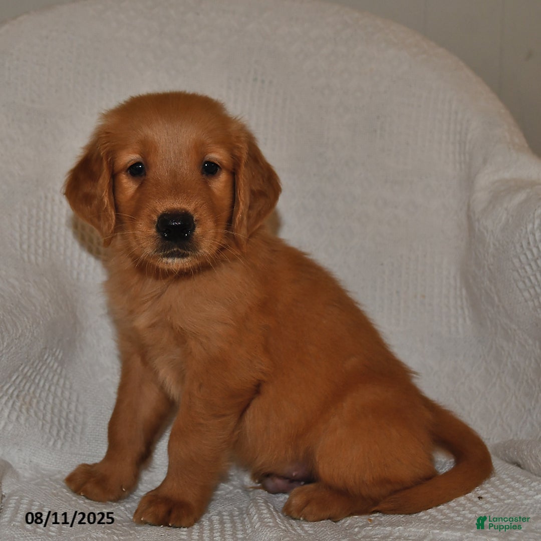Golden Retriever dogs for sale: Finn - Image 5