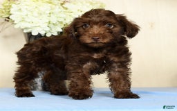 Yorkiepoo dogs for sale: Tanner - Image 6