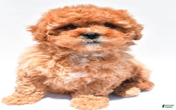 Cavapoo dogs for sale: Riley - Image 2