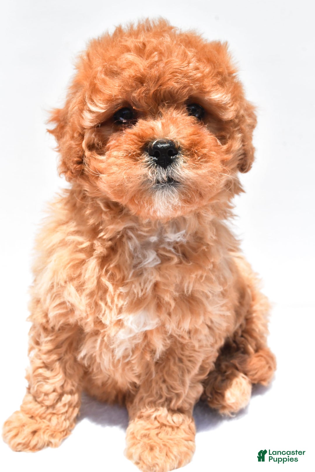 Cavapoo dogs for sale: Riley - Image 2