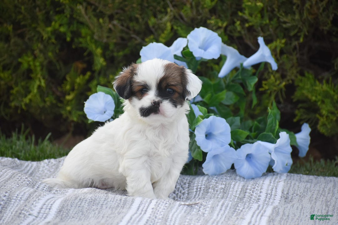 Cavapoo dogs for sale: Megan - Image 10