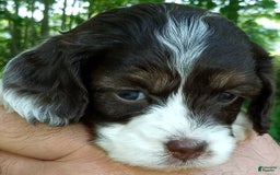 Portuguese Water Dog dogs for sale: Mayla - Image 2