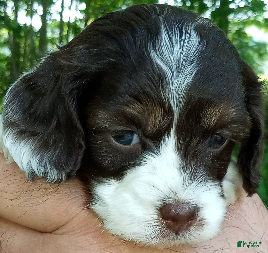 Portuguese Water Dog dogs for sale: Mayla - Image 2