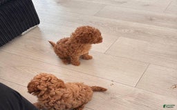 Toy Poodle dogs for sale: Teddy - Image 7
