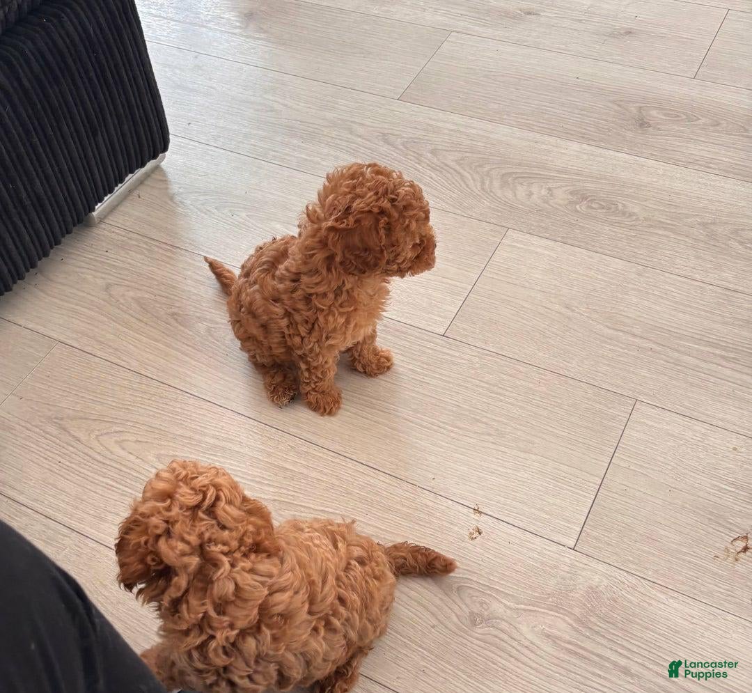 Toy Poodle dogs for sale: Teddy - Image 7