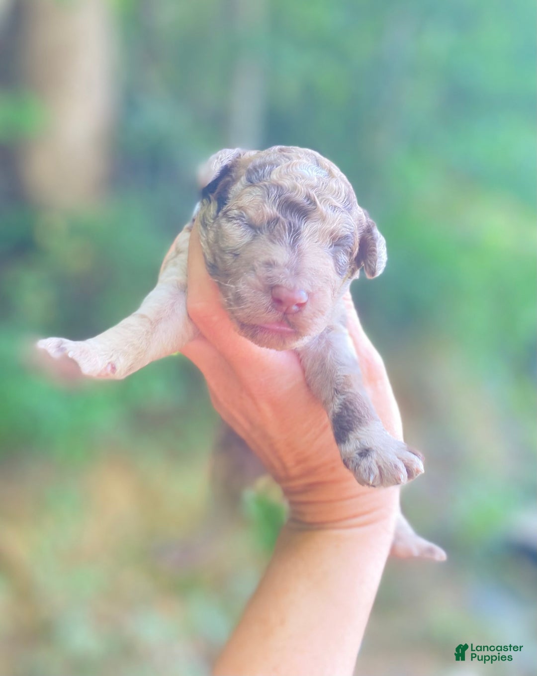 Goldendoodle dogs for sale: Red - Image 3