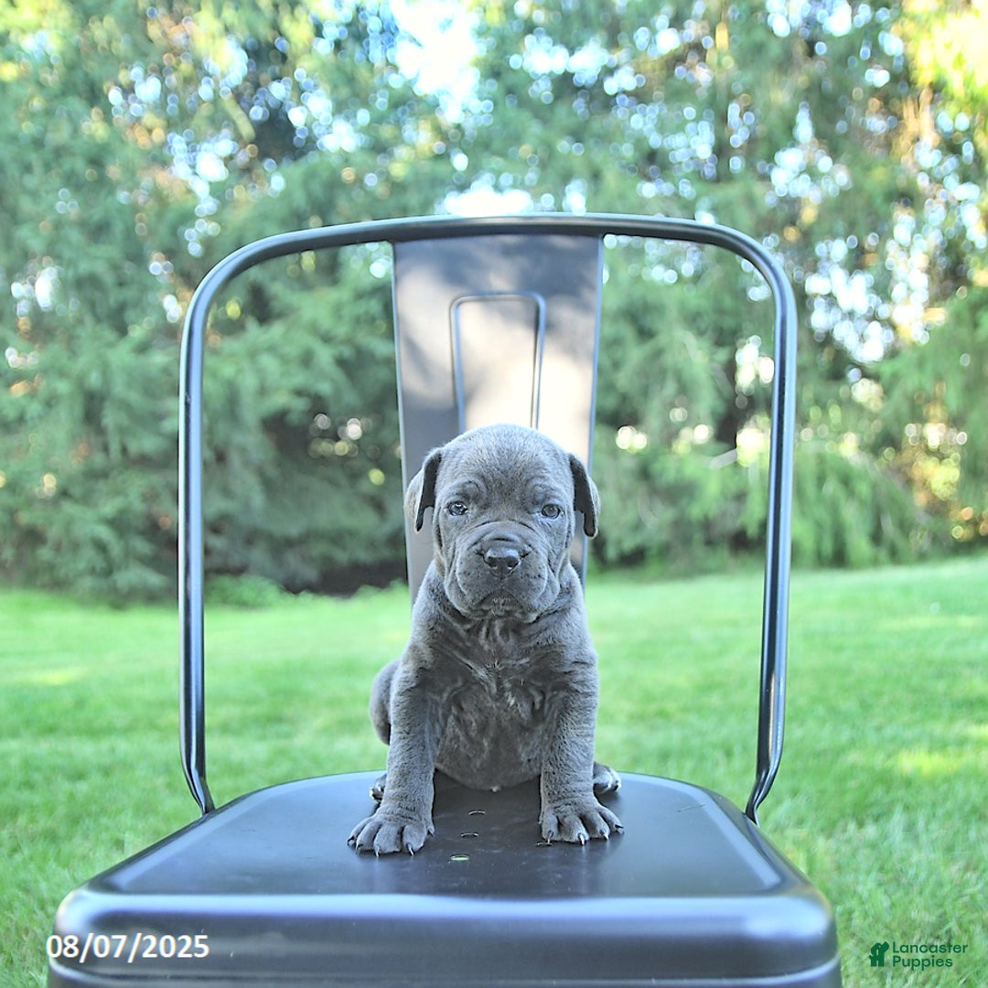 Cane Corso dogs for sale: Onyx - Image 2