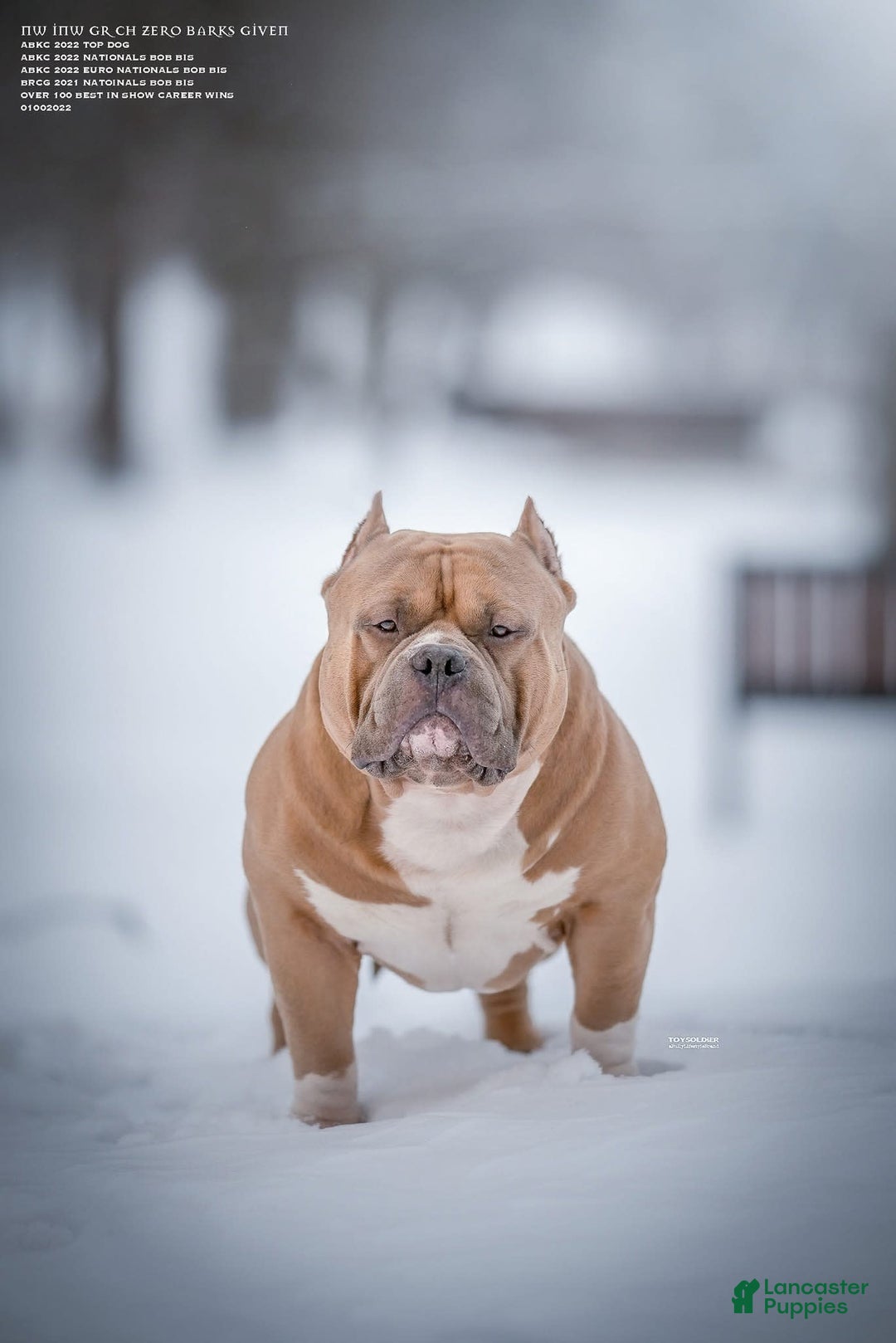 American Bully dogs for sale: Teddy - Image 7