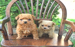 Toy Poodle dogs for sale: Peanut   Extra Small - Image 1
