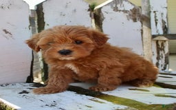 Mini Goldendoodle dogs for sale: Kala - Image 8