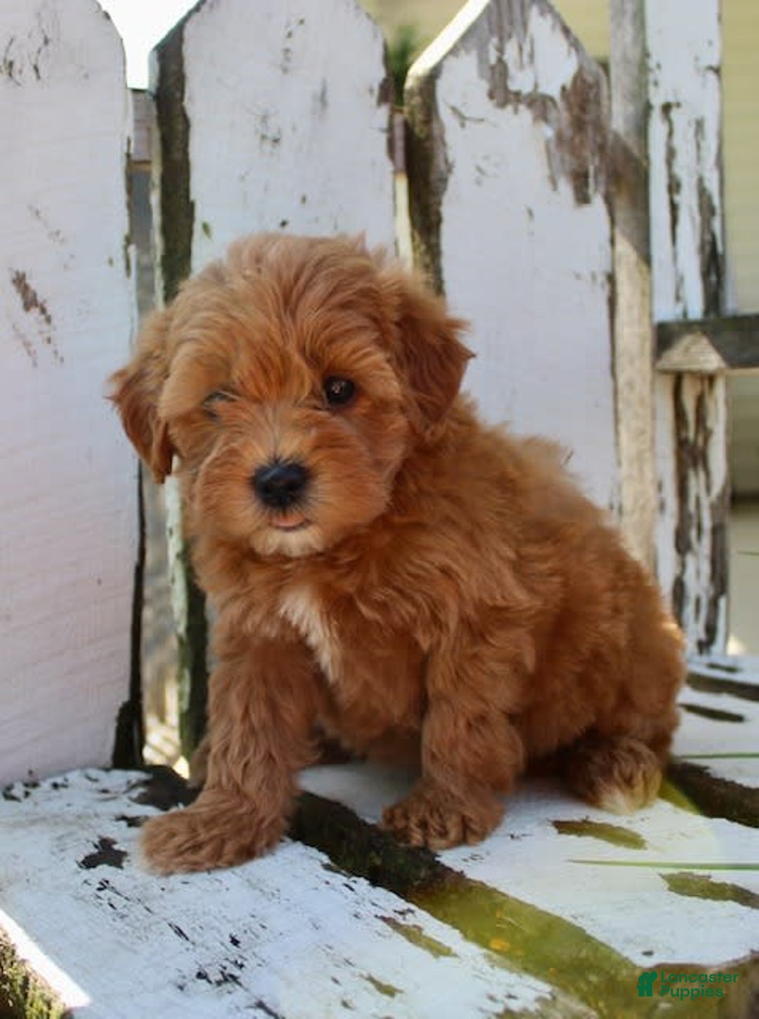 Mini Goldendoodle dogs for sale: Kala - Image 8