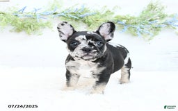 French Bulldog dogs for sale: Tonya - Image 4