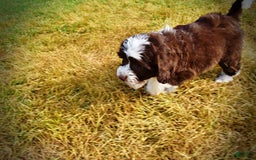 Havapoo dogs for sale: Juliet - Image 3