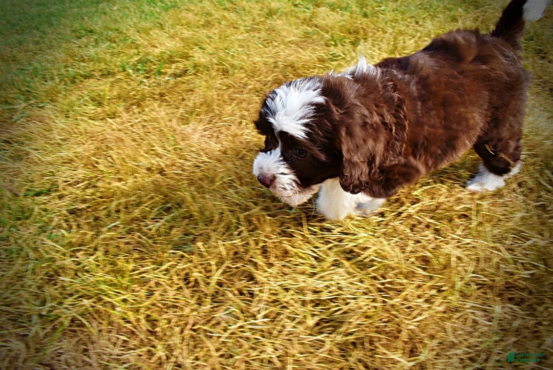 Havapoo dogs for sale: Juliet - Image 3