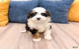 Mini Bernedoodle dogs for sale: Mabel - Image 5