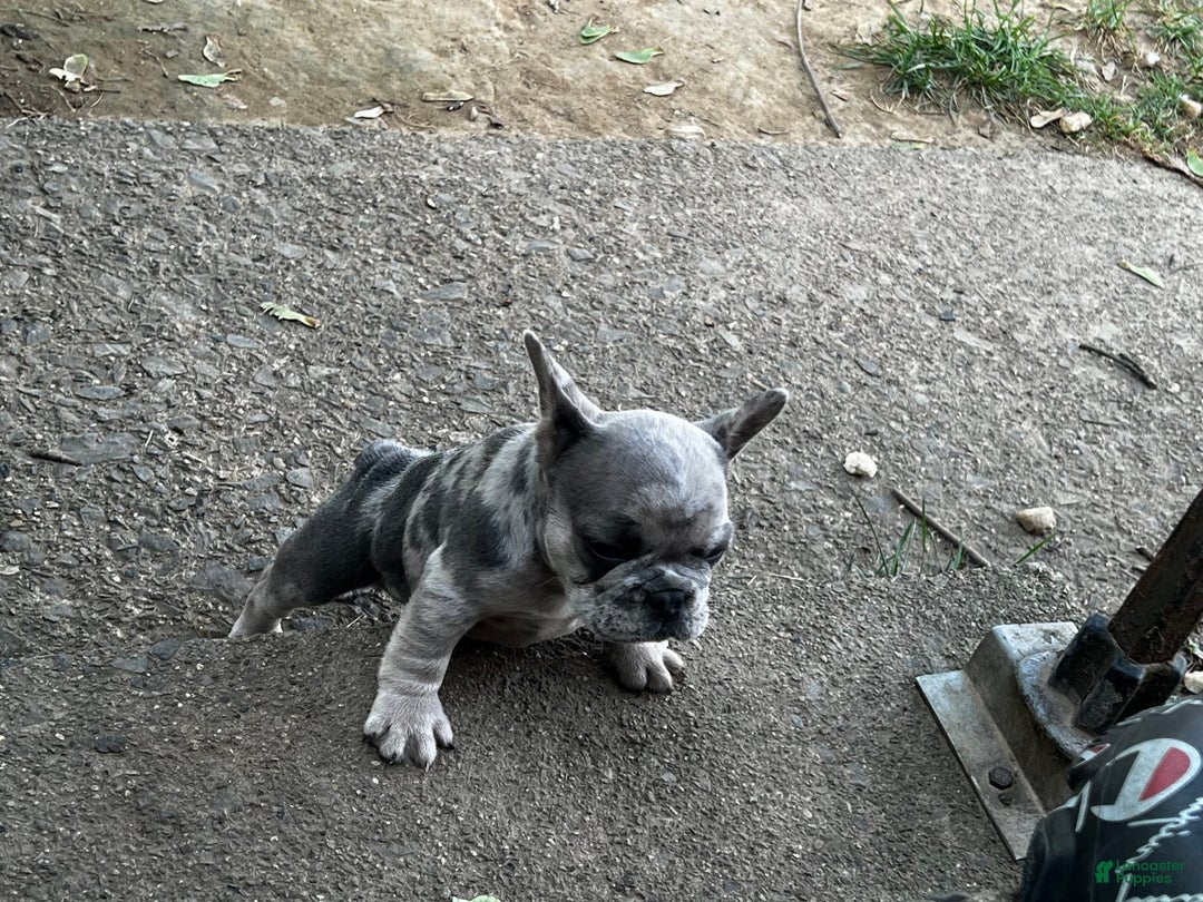 French Bulldog dogs for sale: Tinky - Image 3