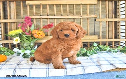 Mini Goldendoodle dogs for sale: Primrose - Image 1