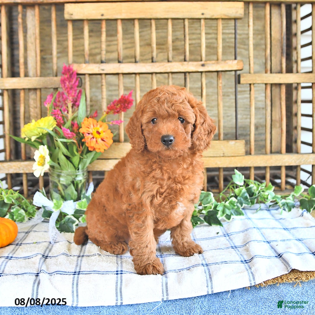 Mini Goldendoodle dogs for sale: Primrose - Image 1