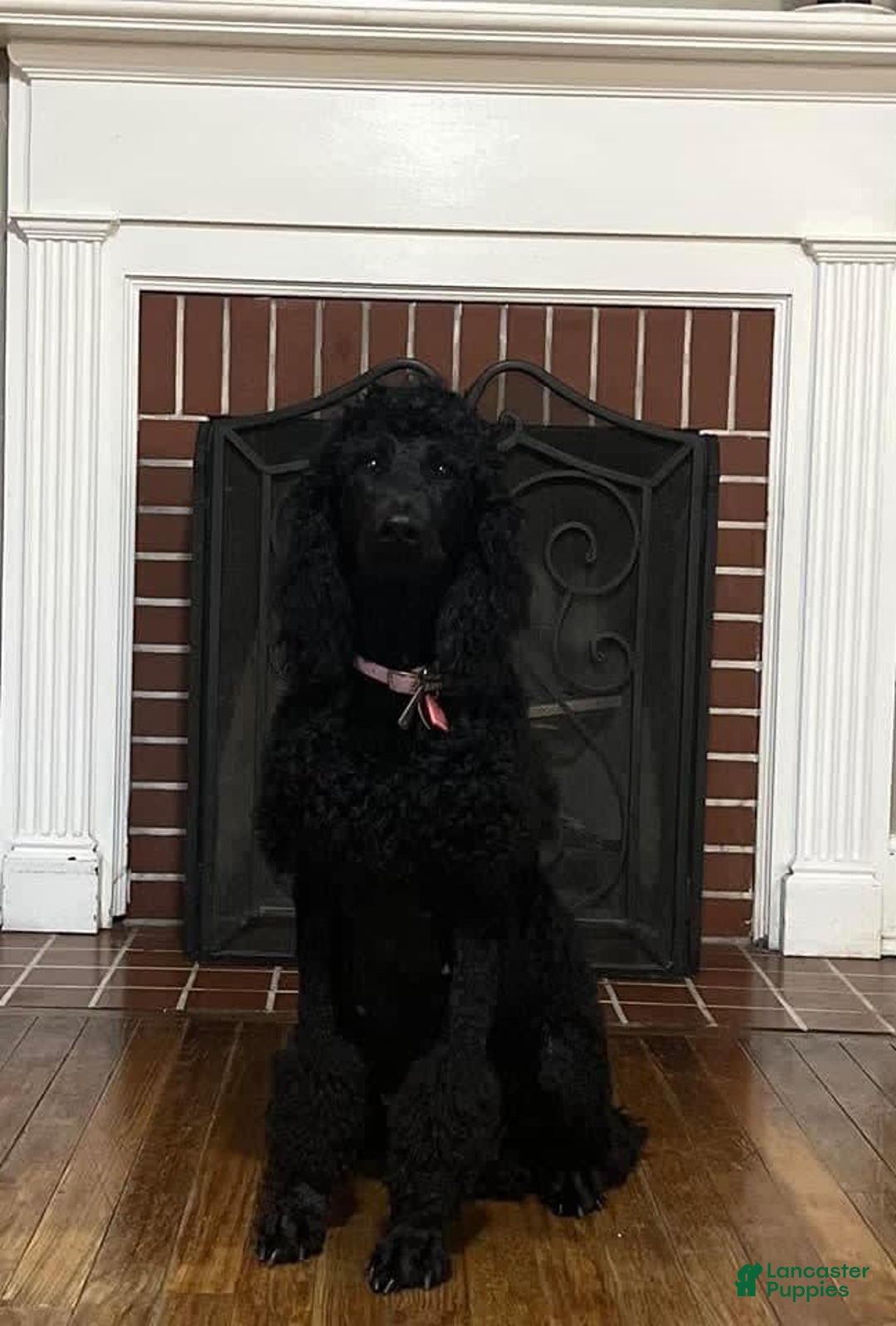 Irish Doodle dogs for sale: Samantha - Image 7