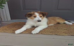 Collie dogs for sale: Dolly - Image 1
