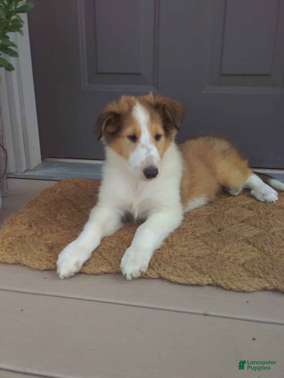 Collie dogs for sale: Dolly - Image 1