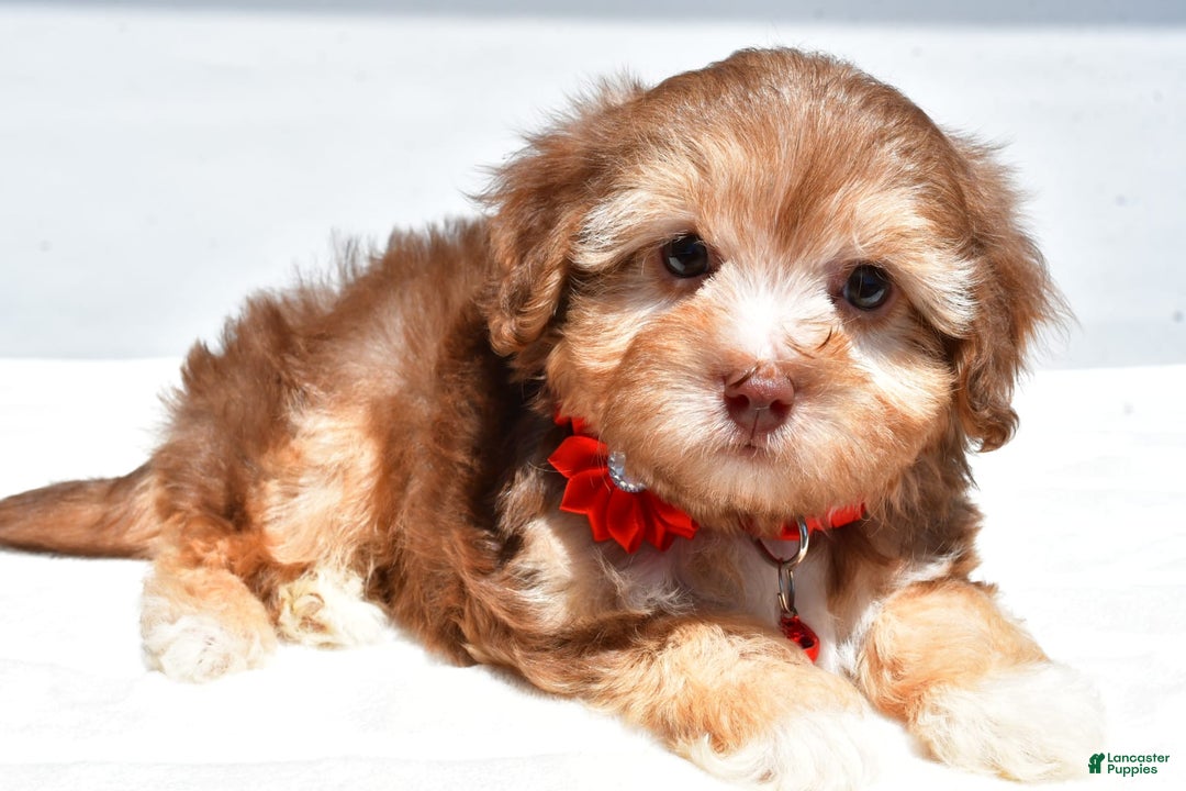 Havapoo dogs for sale: Myra - Image 3