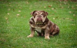 English Bulldog dogs for sale: Turbo - Image 27