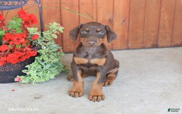 Doberman Pinscher dogs for sale: Diva - Image 5