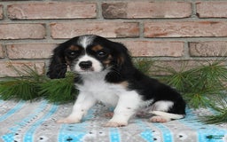 Cavalier King Charles Spaniel dogs for sale: Drew - Image 9