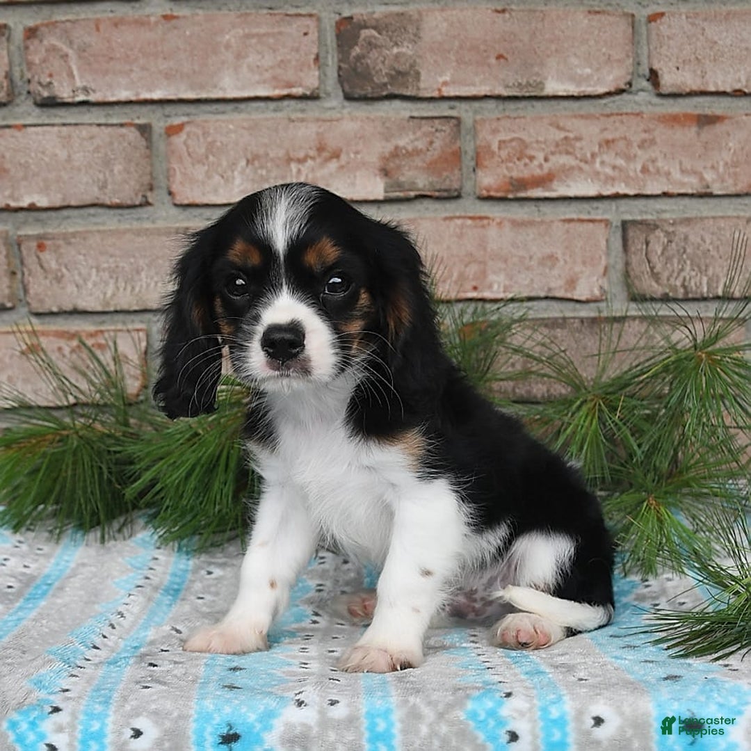 Cavalier King Charles Spaniel dogs for sale: Drew - Image 9