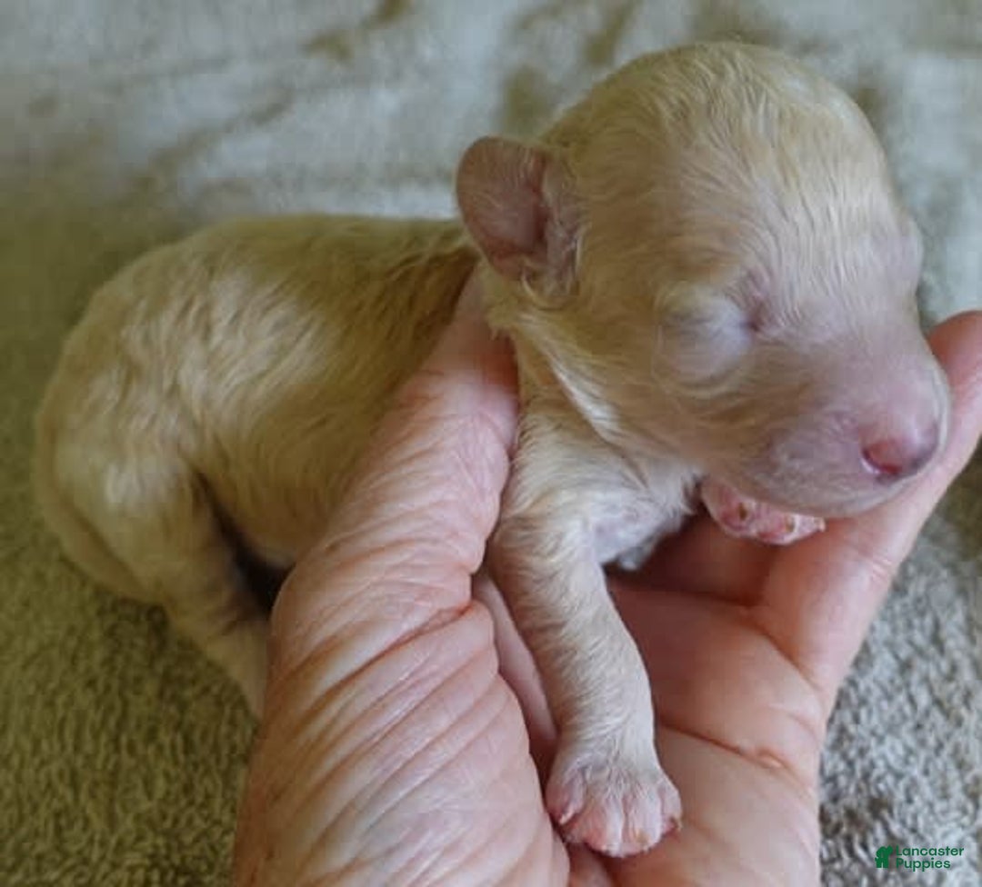 Toy Poodle dogs for sale: Nimmi Apricot - Image 8