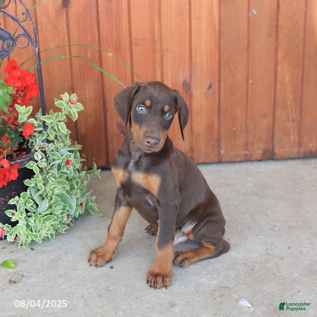 Doberman Pinscher dogs for sale: Dozer - Image 4