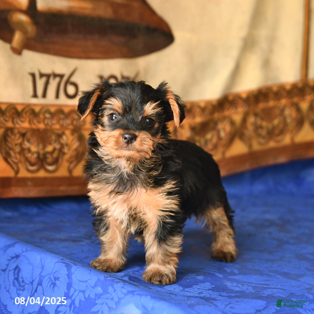 Yorkshire Terrier dogs for sale: Yorkshire Terrier 4 puppies - Image 6