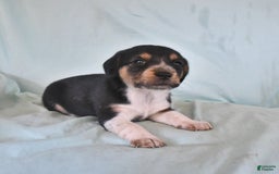 Australian Shepherd dogs for sale: Bella - Image 9