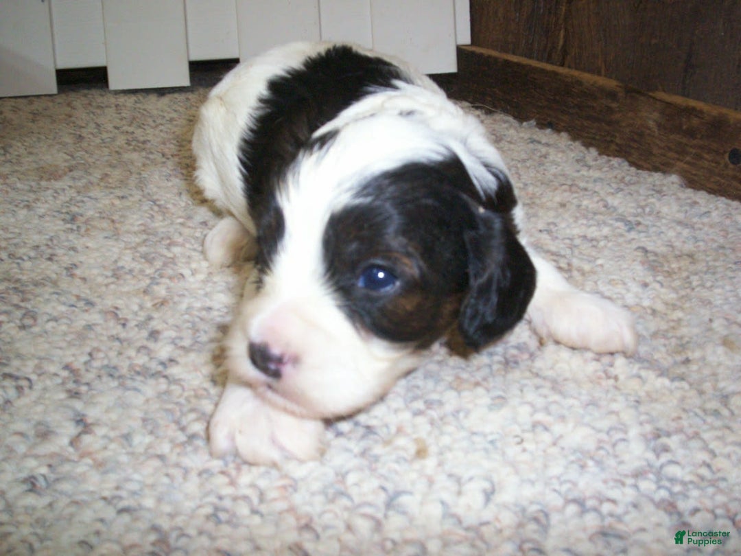 Cavapoo dogs for sale: Oliver - Image 4