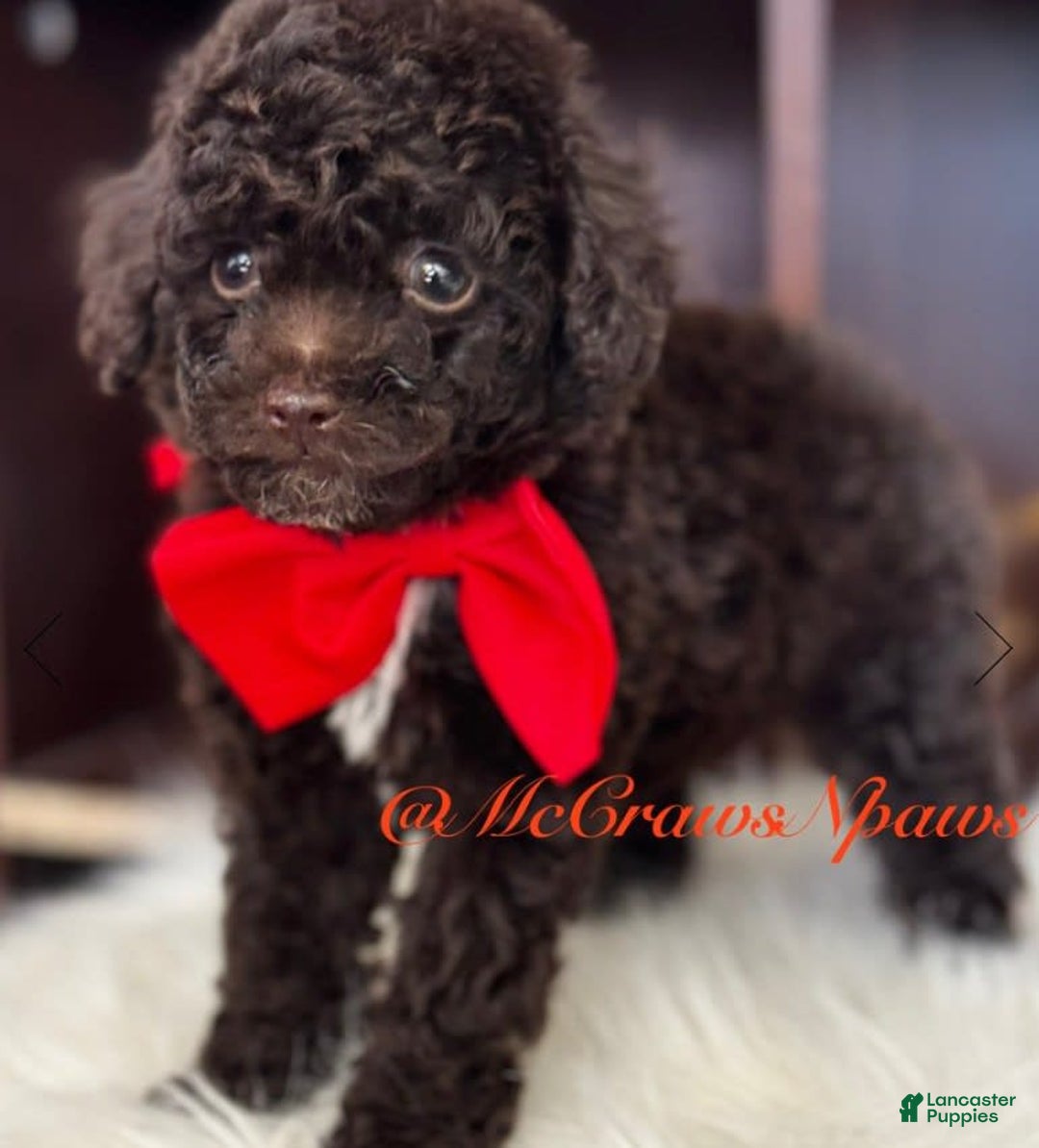 Toy Poodle dogs for sale: Handsome - Image 2