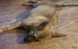 German Shepherd dogs for sale: Darcy - Image 1