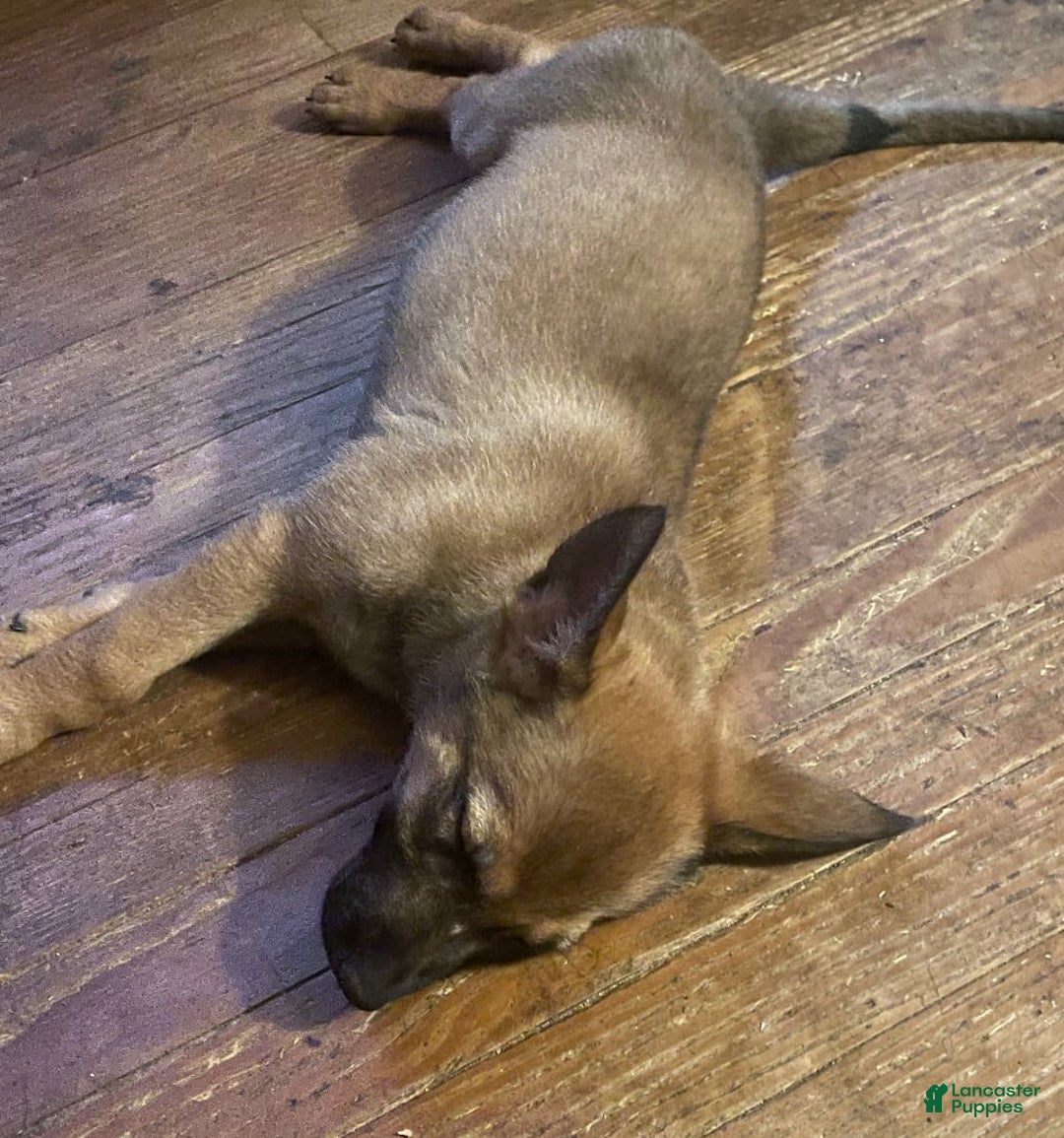 German Shepherd dogs for sale: Darcy - Image 1