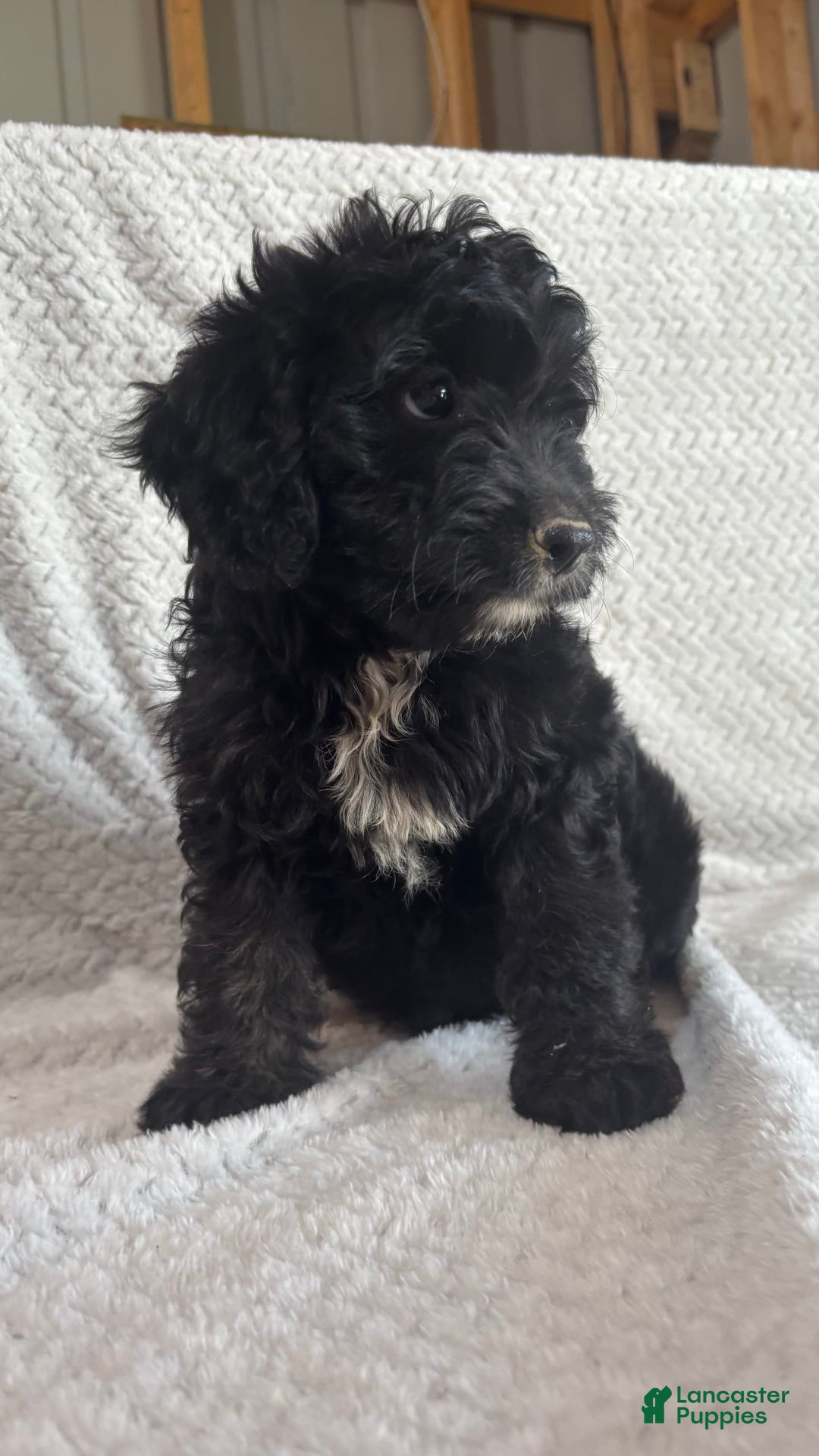 Mini Aussiedoodle dogs for sale: Harper - Image 4