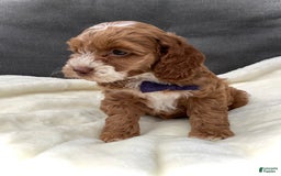 Cockapoo dogs for sale: Benji - Image 8