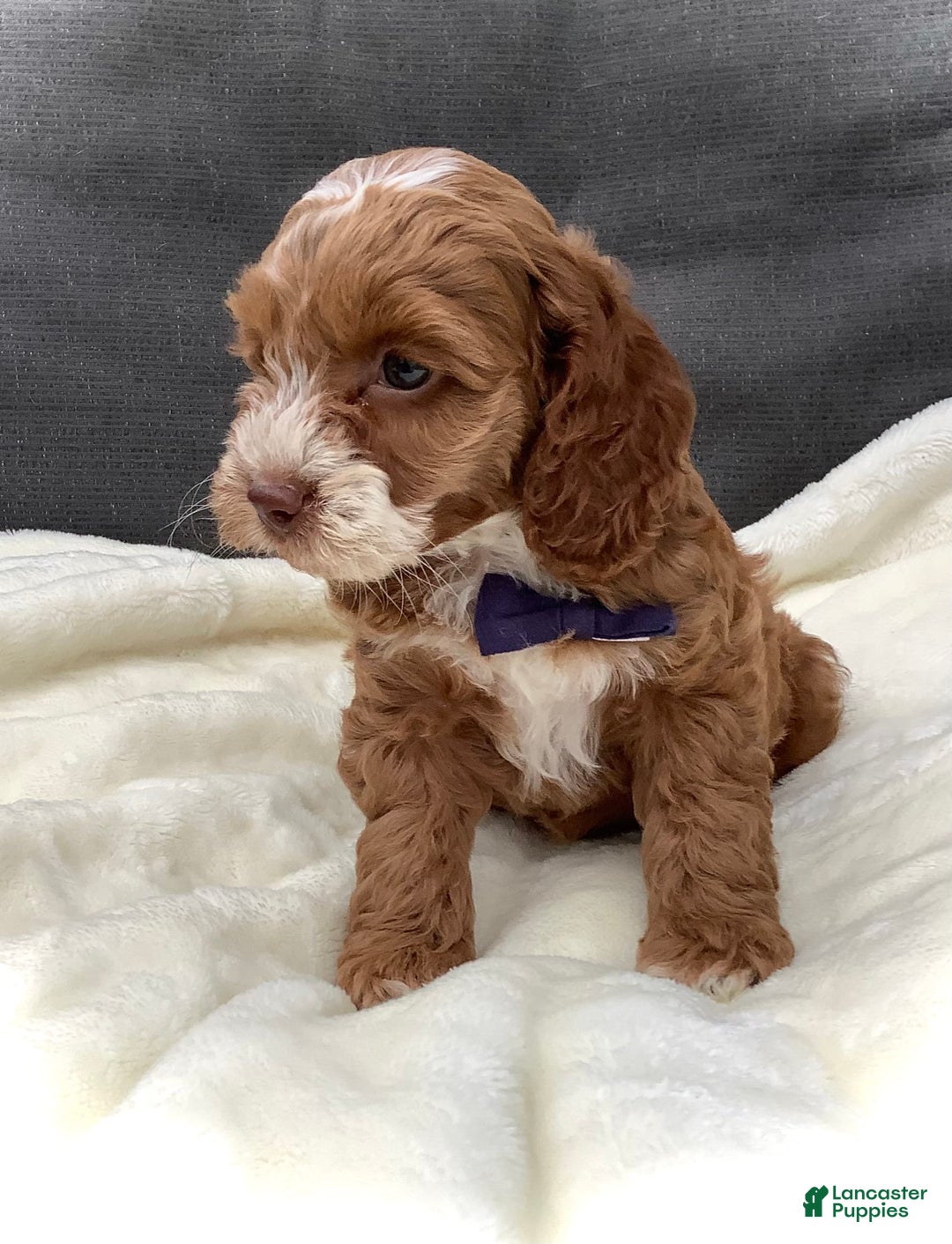 Cockapoo dogs for sale: Benji - Image 8